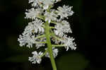 White baneberry <BR>Doll's eyes